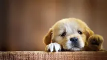 cachorros-1